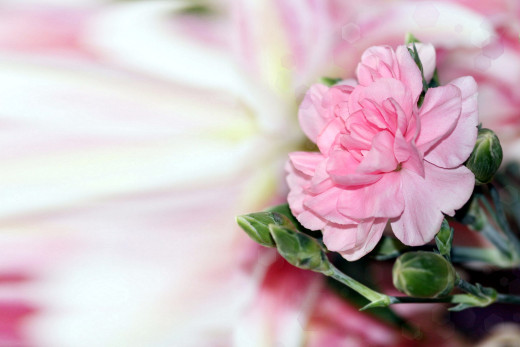 764459 (a): :2560x1706